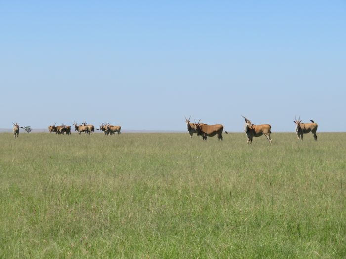 Masai Mara Reitsafari und Great Rift Valley