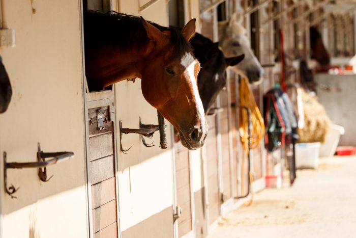 Englisch Lernen und Reiten für Jugendliche