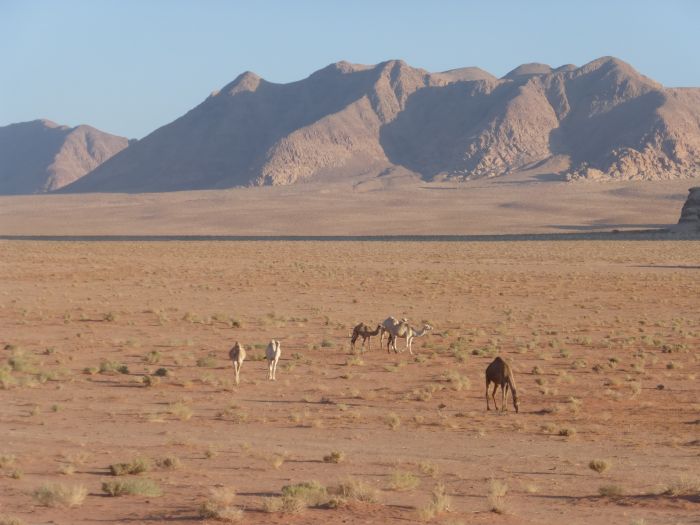 Wadi Rum - die spektakulärste Wüste der Welt