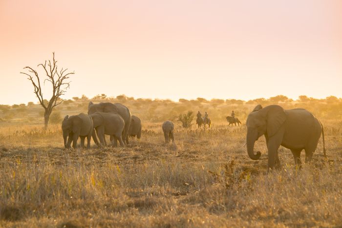 Best of Botswana - Kombi-Reitsafari Tuli und Okavango