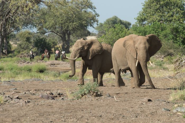 Best of Botswana - Kombi-Reitsafari Tuli und Okavango