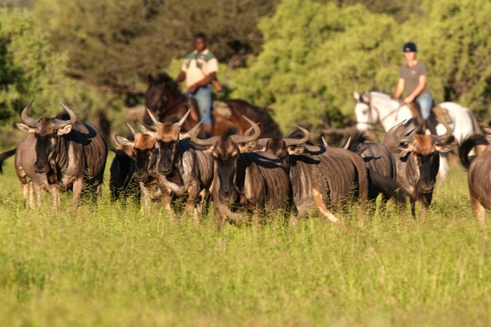 Best of Botswana - Kombi-Reitsafari Tuli und Okavango