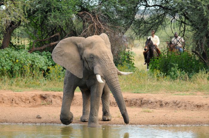 Best of Botswana - Kombi-Reitsafari Tuli und Okavango