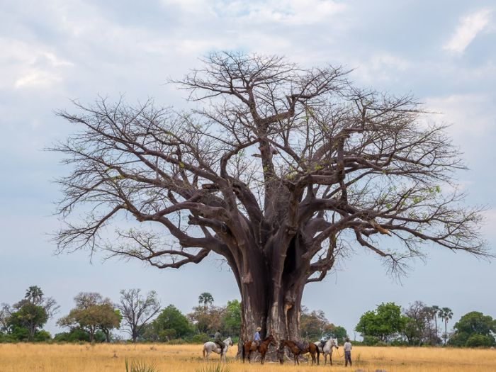 Best of Botswana - Kombi-Reitsafari Tuli und Okavango