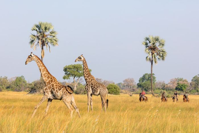 Pferdesafari Okavango Delta, Botswana