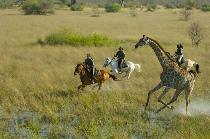 Pferdesafari Okavango Delta, Botswana