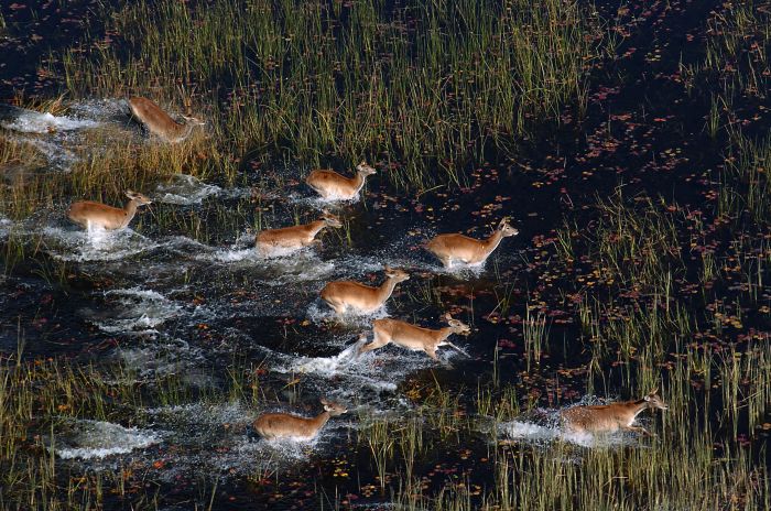 Pferdesafari Okavango Delta, Botswana