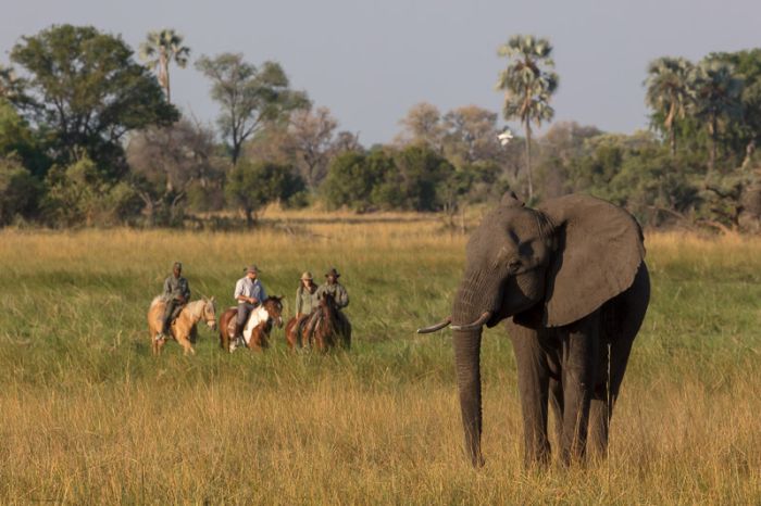 Pferdesafari Okavango Delta, Botswana