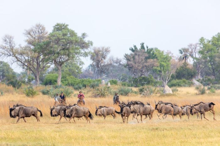 Pferdesafari Okavango Delta, Botswana