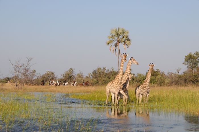 Pferdesafari Okavango Delta, Botswana