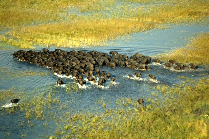 Pferdesafari Okavango Delta, Botswana