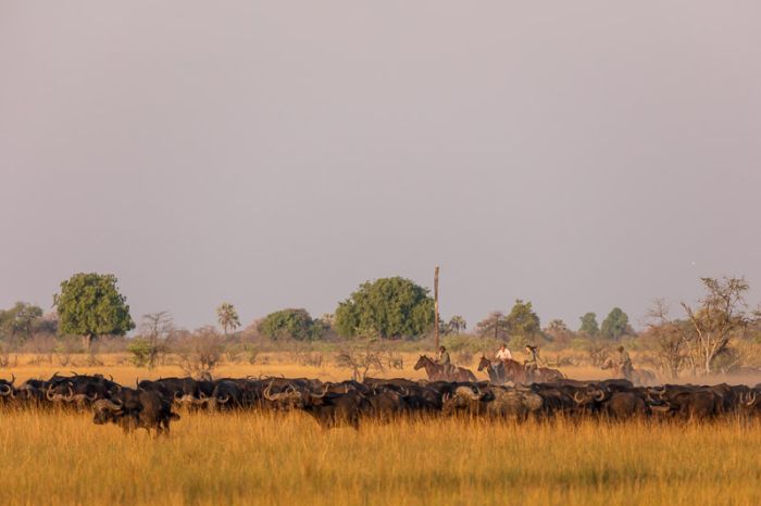 Pferdesafari Okavango Delta, Botswana