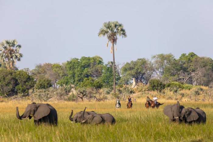 Pferdesafari Okavango Delta, Botswana