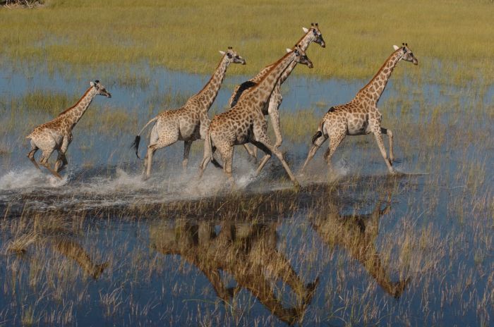 Pferdesafari Okavango Delta, Botswana