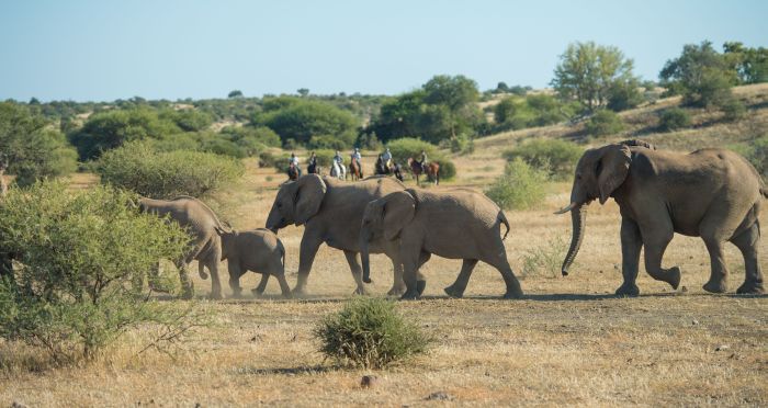 Land der Giganten - Tuli Reitsafari Botswana