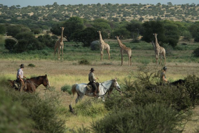 Land der Giganten - Tuli Reitsafari Botswana