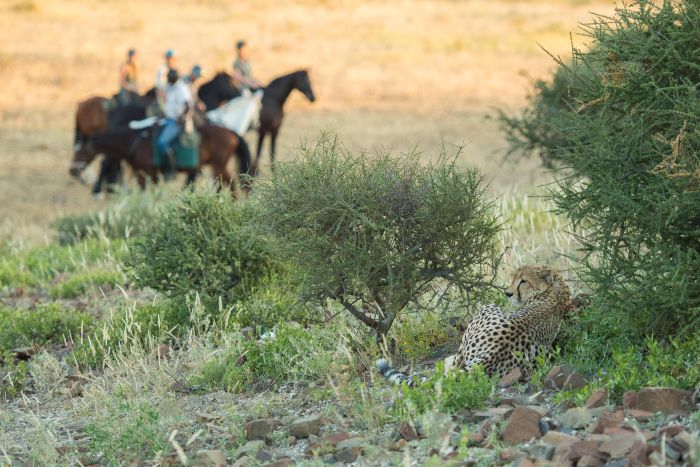 Land der Giganten - Tuli Reitsafari Botswana