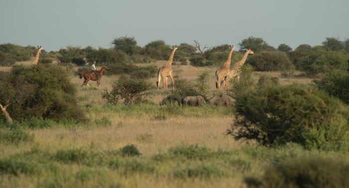 Land der Giganten - Tuli Reitsafari Botswana