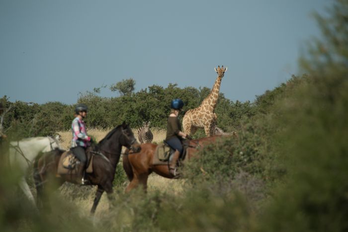 Land der Giganten - Tuli Reitsafari Botswana