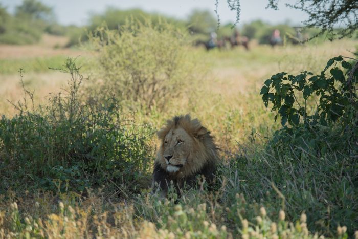 Land der Giganten - Tuli Reitsafari Botswana