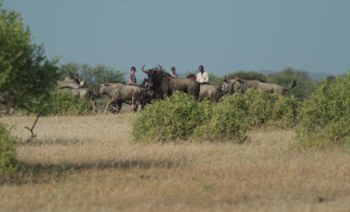 Land der Giganten - Tuli Reitsafari Botswana