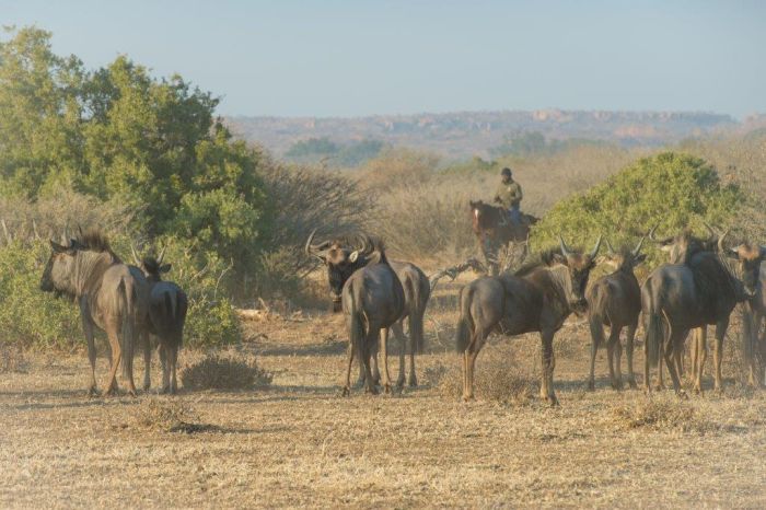 Land der Giganten - Tuli Reitsafari Botswana