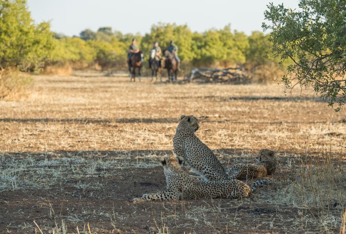 Land der Giganten - Tuli Reitsafari Botswana