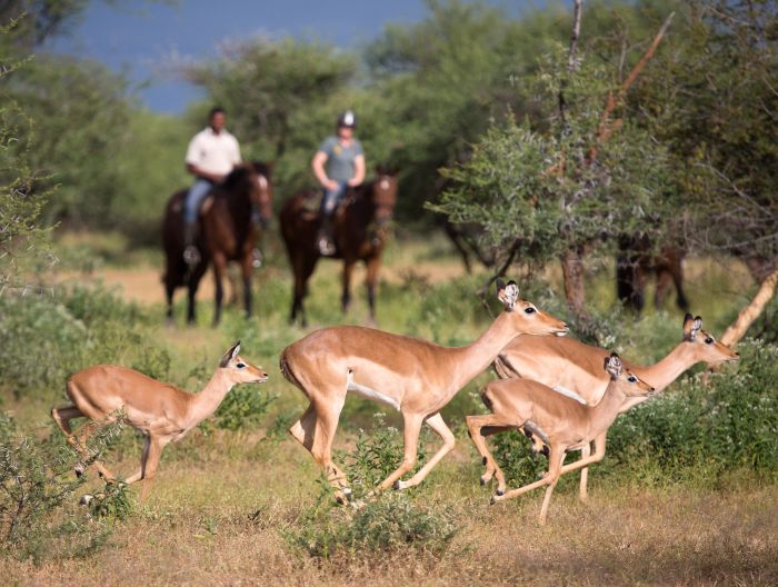 Land der Giganten - Tuli Reitsafari Botswana