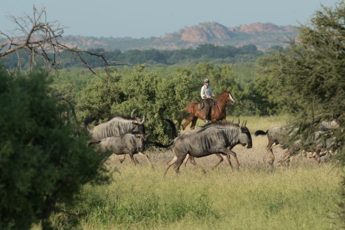 Land der Giganten - Tuli Reitsafari Botswana