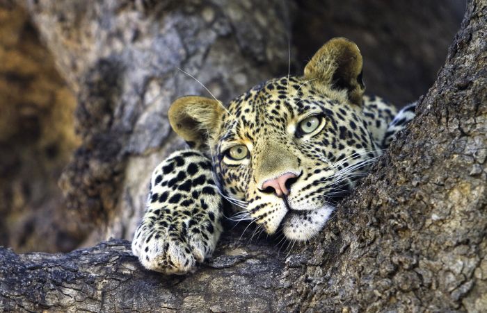 Land der Giganten - Tuli Reitsafari Botswana