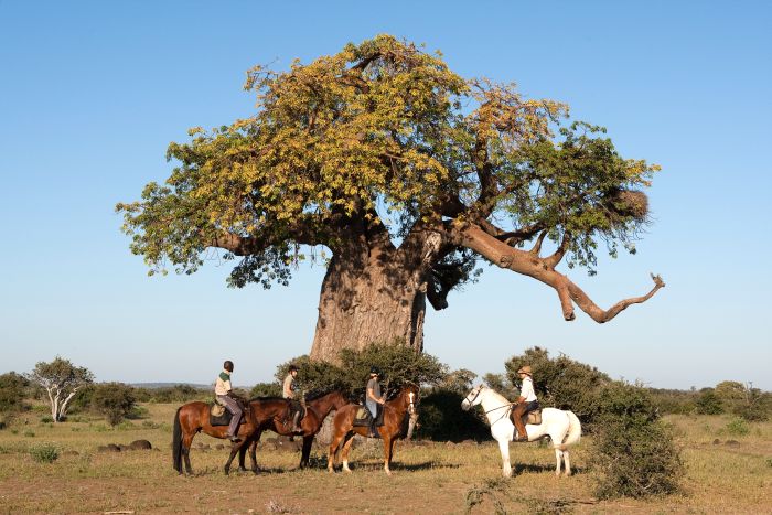 Land der Giganten - Tuli Reitsafari Botswana