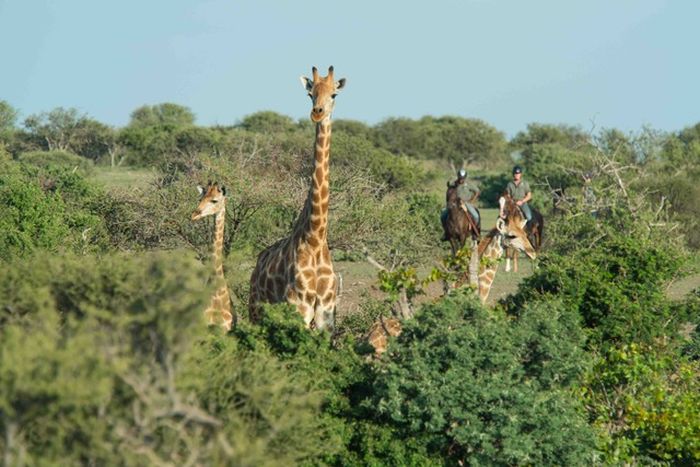 Land der Giganten - Tuli Reitsafari Botswana