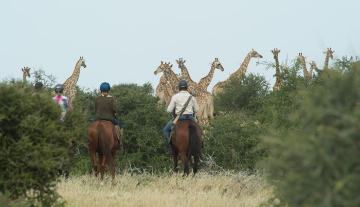 Land der Giganten - Tuli Reitsafari Botswana