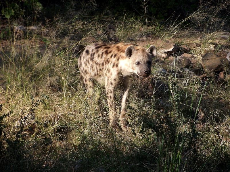 Ubuntu Abenteuertrail