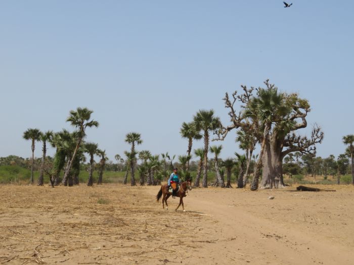 Senegal-Ritte und Reittour: Savanne & Strand