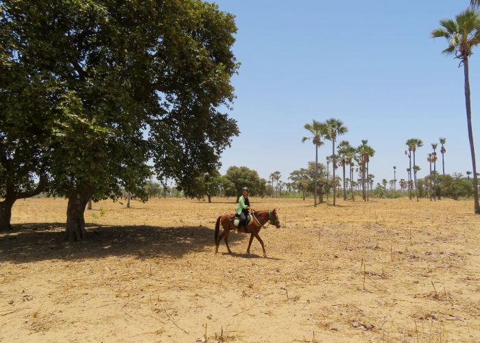 Senegal-Ritte und Reittour: Savanne & Strand