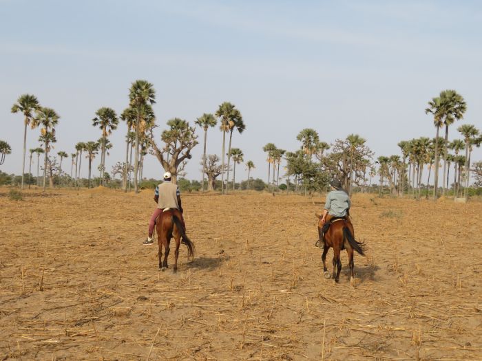 Senegal-Ritte und Reittour: Savanne & Strand