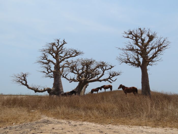 Senegal-Ritte und Reittour: Savanne & Strand