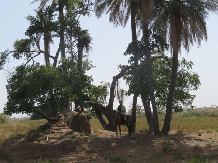 Senegal-Ritte und Reittour: Savanne & Strand