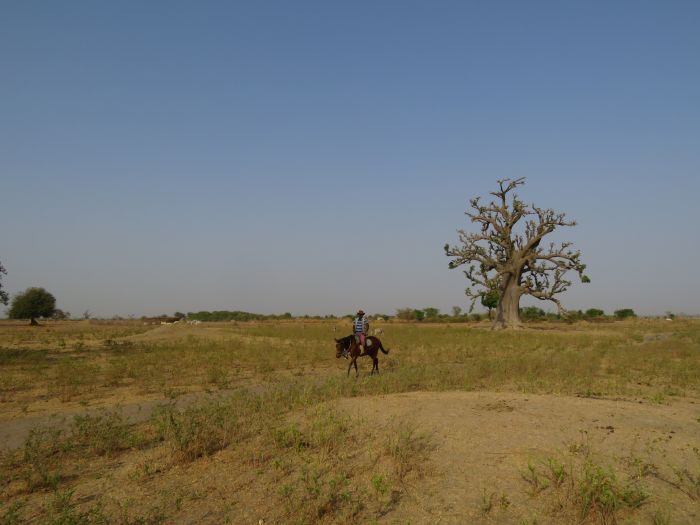 Senegal-Ritte und Reittour: Savanne & Strand