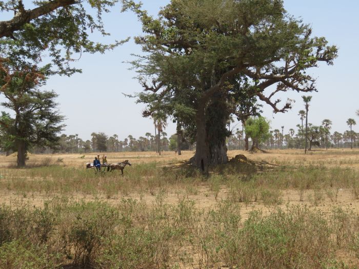 Senegal-Ritte und Reittour: Savanne & Strand