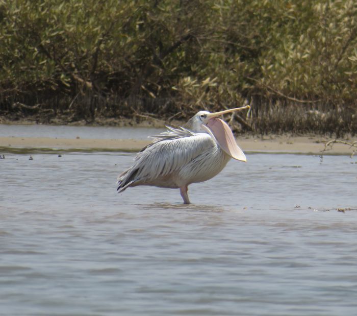 Senegal-Ritte und Reittour: Savanne & Strand