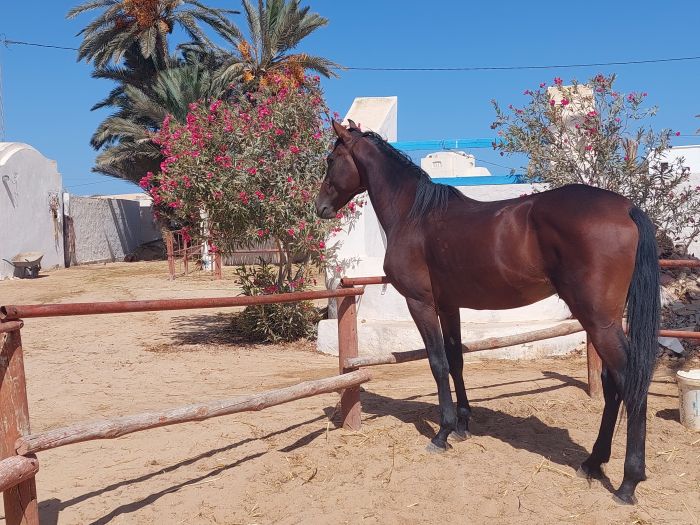 Sonneninsel Djerba