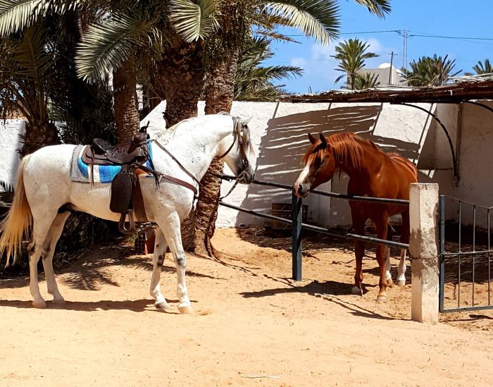 Sonneninsel Djerba