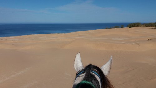 Reiterhof am Meer