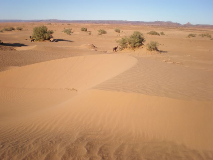 Sahara Wüsten Ritt