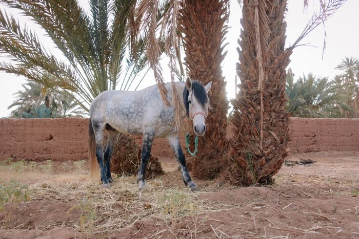 Sahara Wüsten Ritt