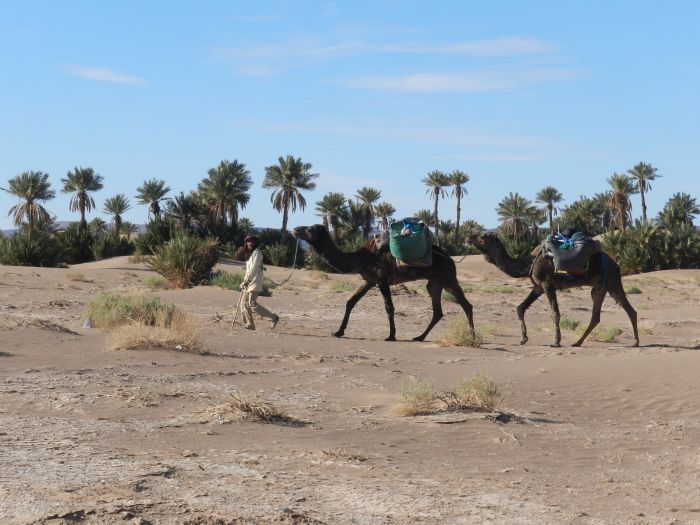 Sahara Wüsten Ritt