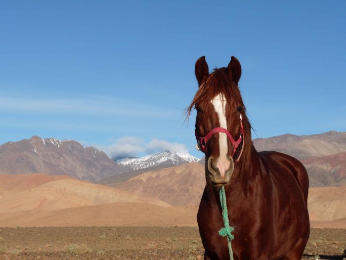 Tal der Rosen & Saghro Trail