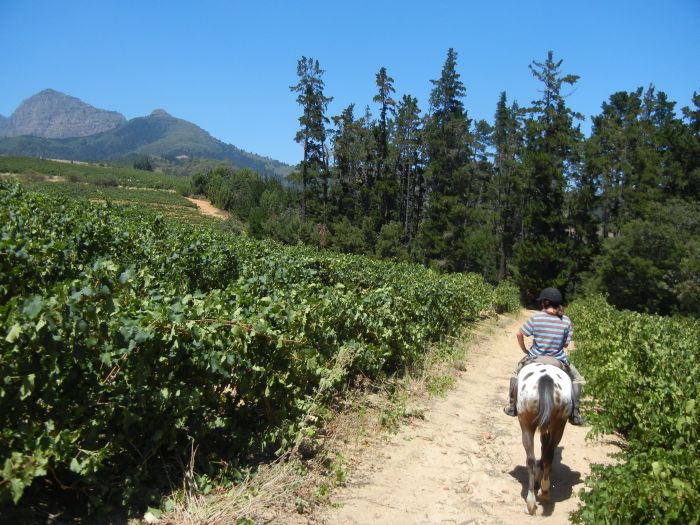 Weinland-Reiturlaub für Geniesser am Kap